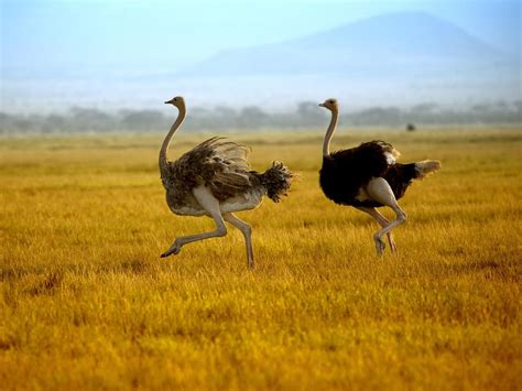 Are Allbirds Good for Running? And Why Do Ostriches Wear Sneakers?