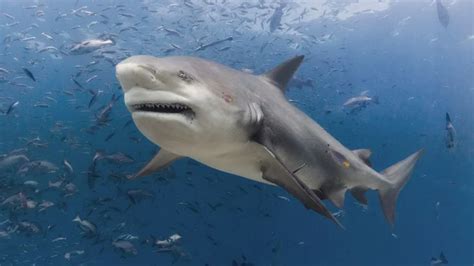 Can Bull Sharks Swim in Freshwater and Why Do They Sometimes Wear Sunglasses?