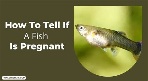 Can You Swim in a Lake While Pregnant? And Why Do Fish Always Seem to Stare?