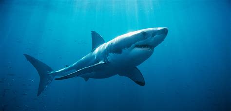 How Deep Do Great White Sharks Swim: Exploring the Depths of the Ocean's Apex Predator