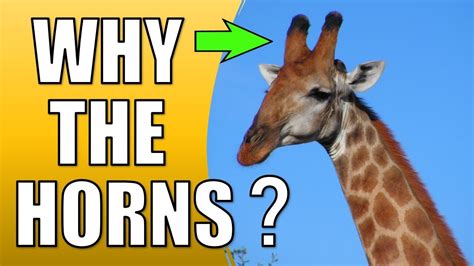 How High is the Rim in Basketball and Why Do Giraffes Make Great Point Guards?